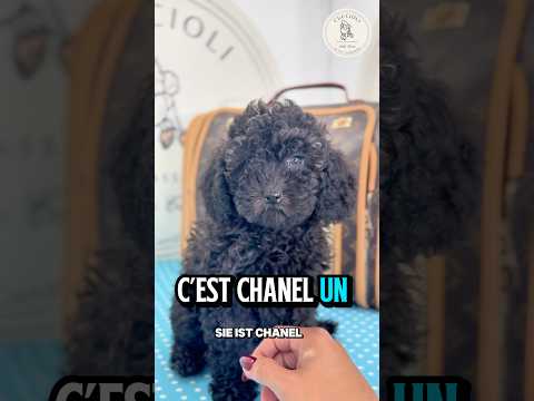 CHANEL — Toypudel