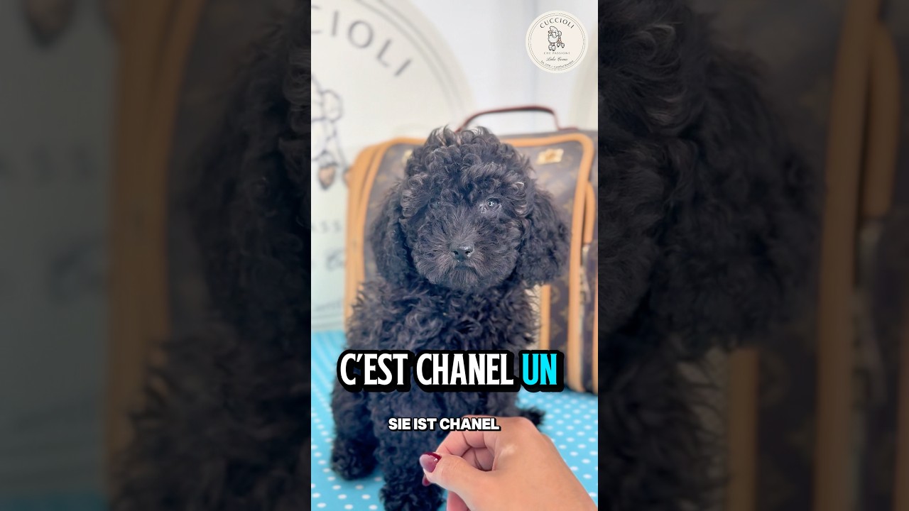 CHANEL – fenotipo prevalente BARBONCINA TOY