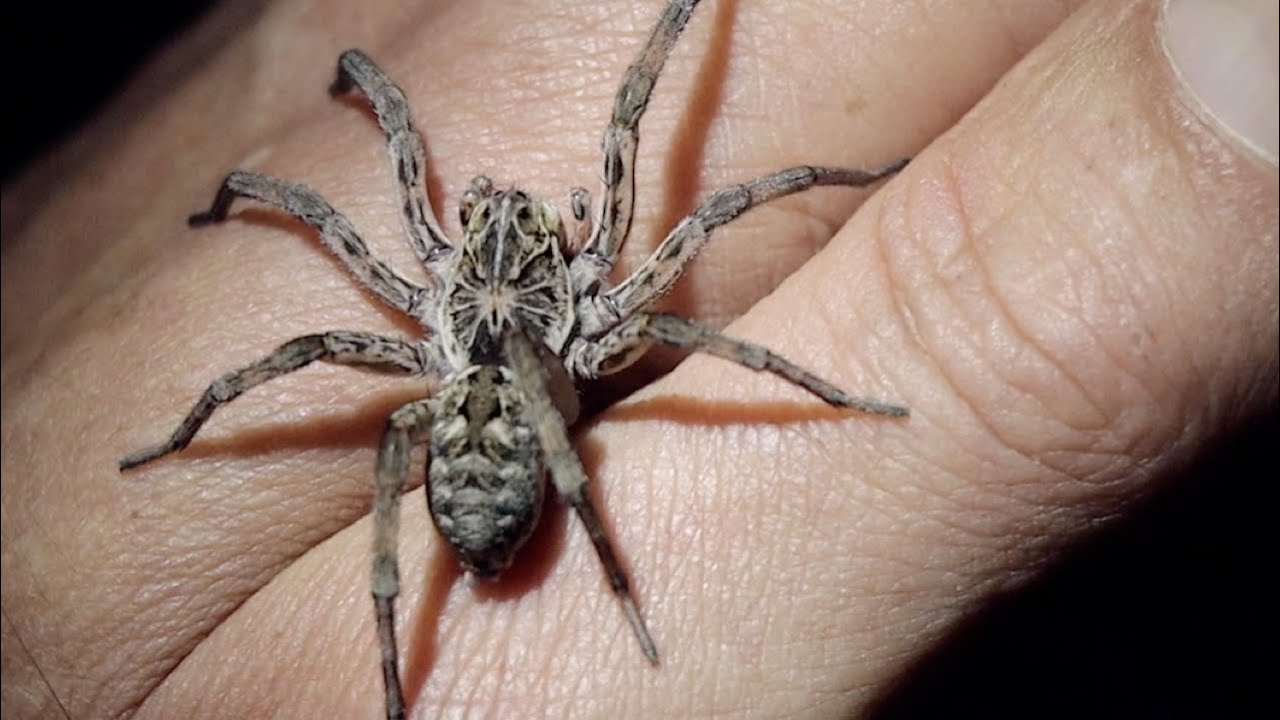 What Will This BIG Spider Do? - YouTube