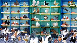 World Biggest and Beautiful Fancy Pigeon Farm | Top Quality Fancy Pigeon Setup | Fancy Kabootar Farm