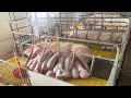 Breeding sows, daily work in a breeding farm