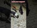 animals helping humans #rescuedogs #dogsprotection #protectanimals #humanityfirst #savedogs #helping