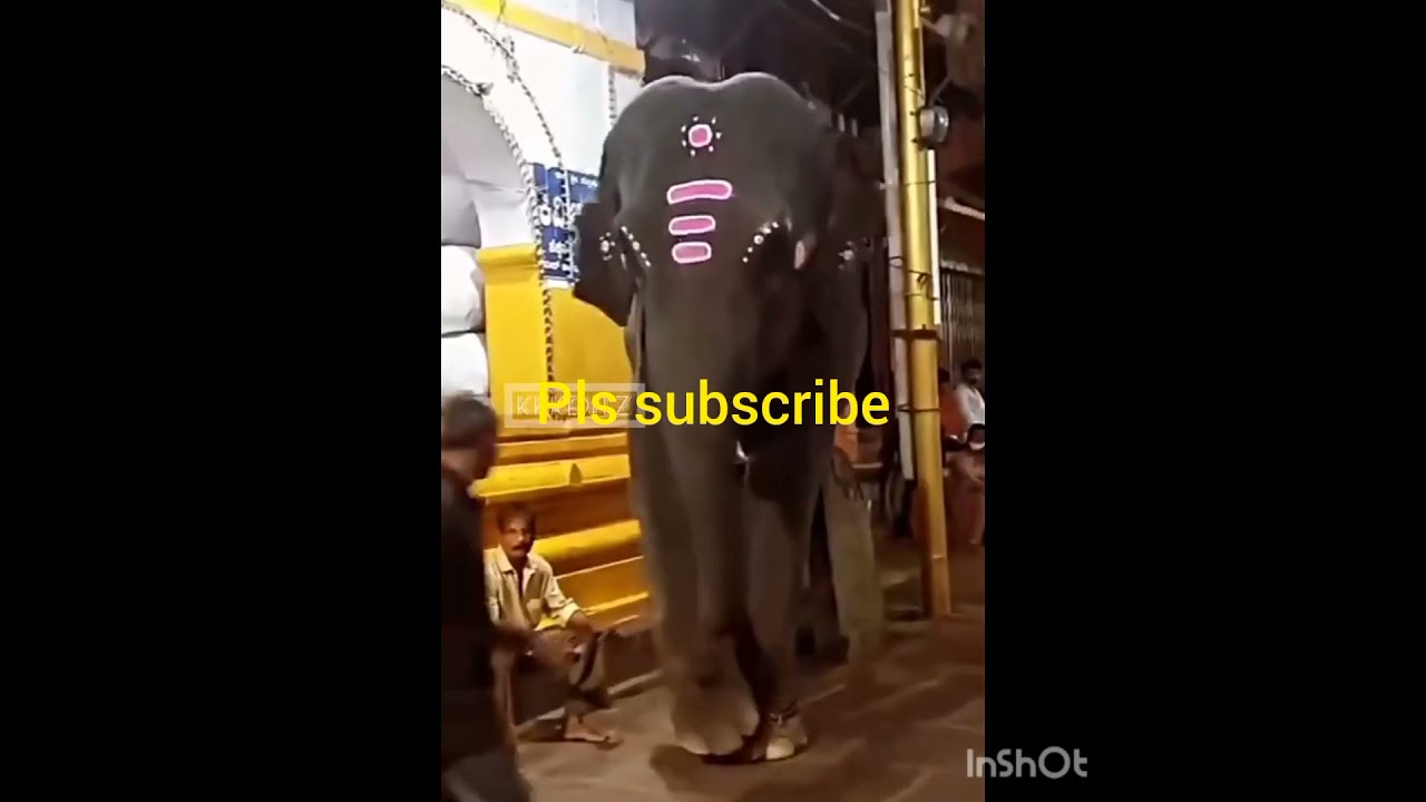 elephant🐘 mind voice 🤠