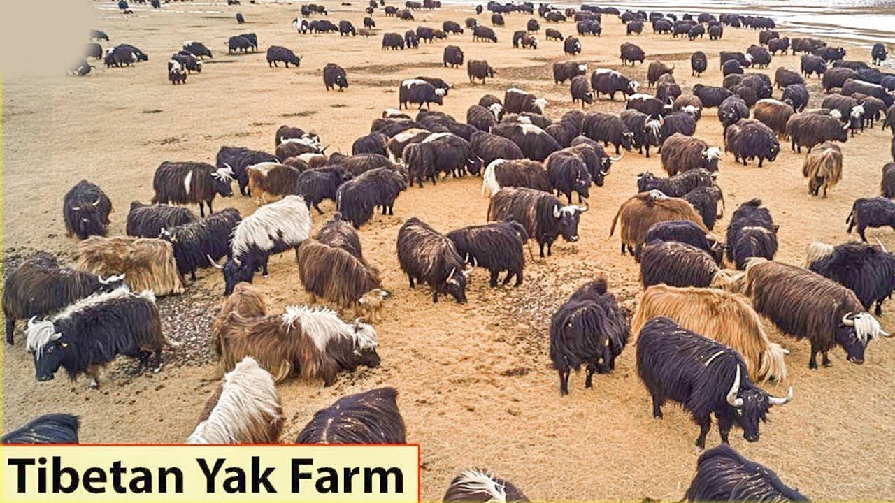 Yak Cows Farming 🐂 How Tibetan Farmers Raise Millions of Yak Cows | Farming Documentary