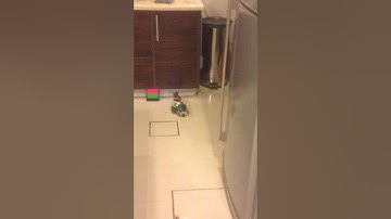 Endeavor with Pixy and HMC5883L Compass