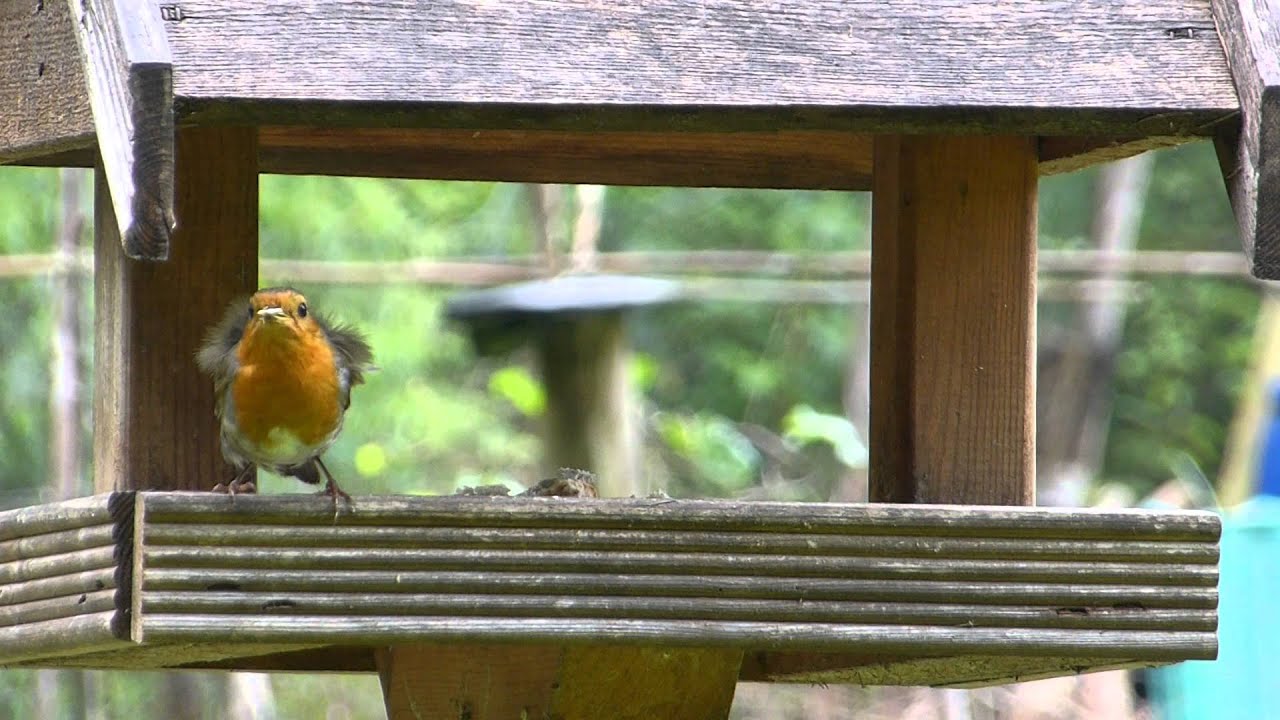 Robin  red breast - Erithacus rubecula - Glóbrystingur - Raudstrupe - Fuglar - Fuglalíf