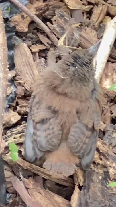 Carolina wren birds ‘ checks (nature #naturesvoice #music #cute #love #wildlife #animals