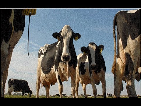 Video: Které Krávy Dávají Nejvíce Mléka?