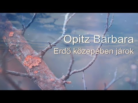 Erdő közepében járok