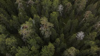 769. Urskog (Natural forest) Drone Stock Footage Video