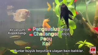 Kırmızı Pacu Balığı