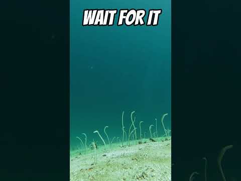 These Garden Eels Were Having a Party 😂