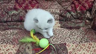 Dixieragdolls.com Blue Point Bicolor From January 2026 Litter. Champion Mom And Dad.