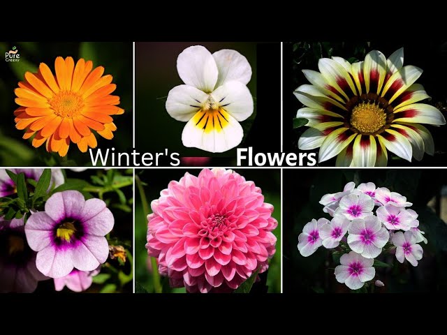 Top 10 Easiest to Grow Winter Flowering Plants - Best Winter Flowers to Grow. class=