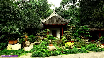 Do bonsai trees help with anxiety?
