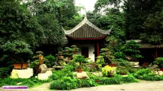 Japanese Music | Bonsai Tree Garden | Relaxing Japanese Harp Music