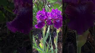My beautiful twins ,purple chiffon irises 🥰.