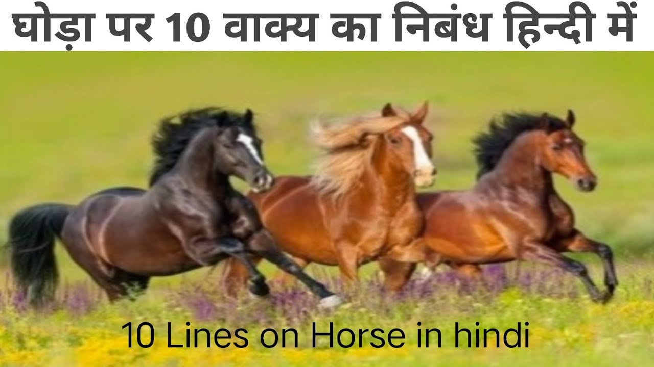 essay on horse race in hindi