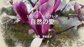 3月9日 誕生花 プリムラポリアンサ Youtube 3月9日 誕生花 プリムラポリアンサ Youtube