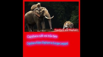 Capybara cưỡi Voi trốn Beo | (Video do tôi thực hiện từ Kling AI và Hailuo AI) #shorts #music #cute