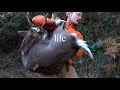 【里山狩猟生活#24】オス鹿を獲って、捌き、頂く。