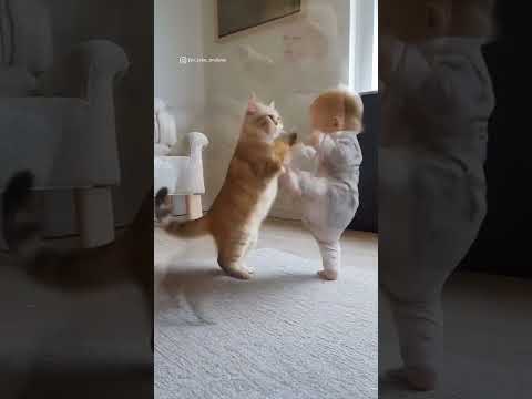 شاهد الفيديو طفل يضرب قطة