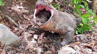 Omg The Pigs Head Got Stuck In The Komodo Dragons Neck