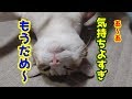 バンザイ猫にブラッシングとマッサージをしたら、あられもない姿でなすがままになった!