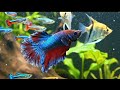 Aquarium Ambience for Sleep 4K | Focus ASMR with Soft Instrumental Music