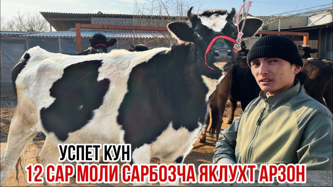 Сарбозча имруз коил кард 12 сар моли арзон успет кунед 14 января 2026 г.