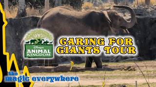 Caring for Giants 🐘✨ Disney’s Animal Kingdom Elephant Tour Highlights