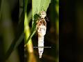 Dragonfly Nymph Transforms Into Adult in Real Time | Rare Metamorphosis Caught on Camera"