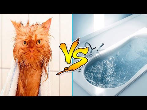 Cats Vs Water - Cats Falling In Water - Funny Cats 2016 - Funny Cat Bathing Compilation Part 2