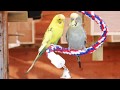 30 Minutes of Budgies - Playing, Singing and Talking