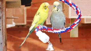 30 Minutes of Budgies  Playing, Singing and Talking