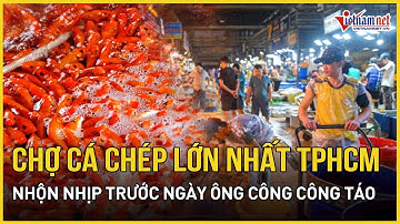 Chợ cá chép lớn nhất TPHCM nhộn nhịp trước Tết ông Công ông Táo | Báo VietNamNet