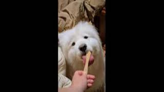 Leia Licking An Ice Cream