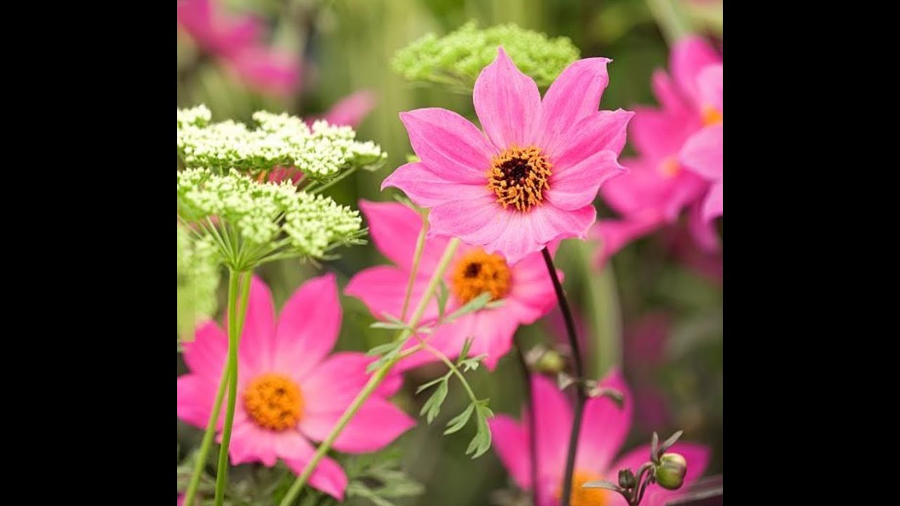 Anemone Fall Planting + Spring BLOOMS