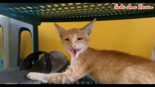 Orange Cats Always Hissing To Me, Why ?