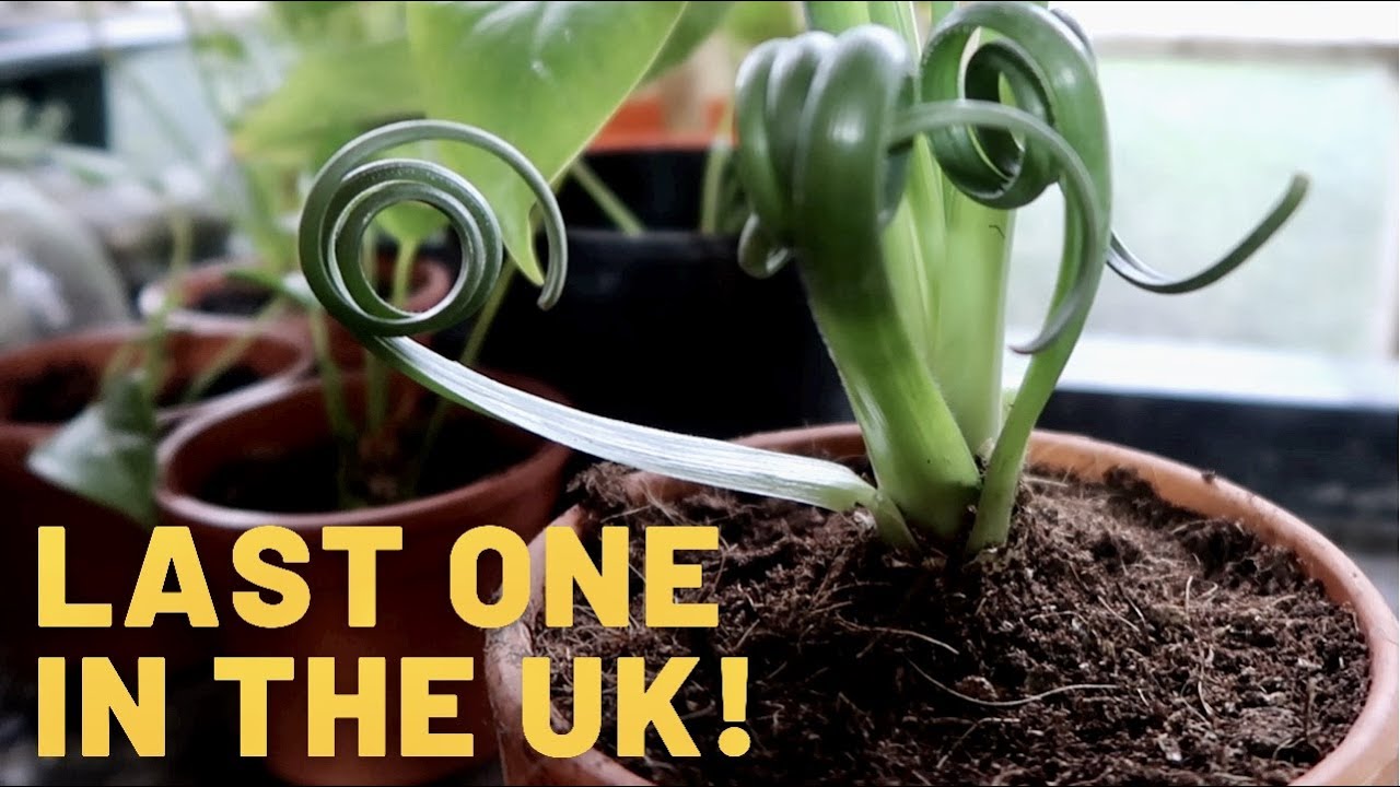 Albuca Spiralis ~ Руководство по уходу за Frizzle Sizzle и обзор видов - Corkscrew Albuca