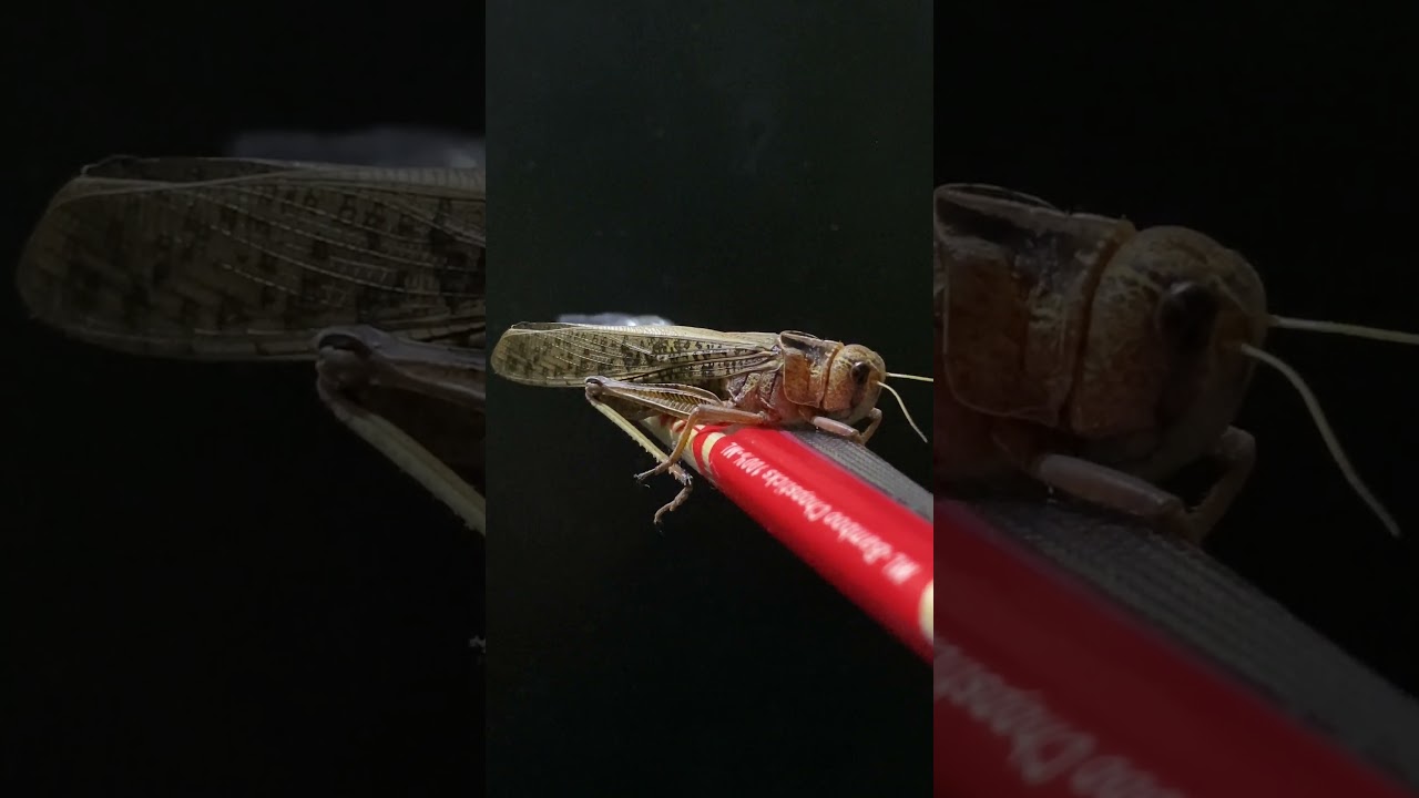 🦗 Unboxing My New Grasshopper Pet! 📦🌿 