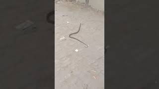 king Cobra 🐍