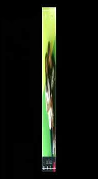 yang lagi viral 16 detik