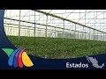 Invernadero con sistema de riego por goteo | Noticias de Hidalgo