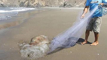 ¿Dónde se encontraron las sirenas por primera vez?