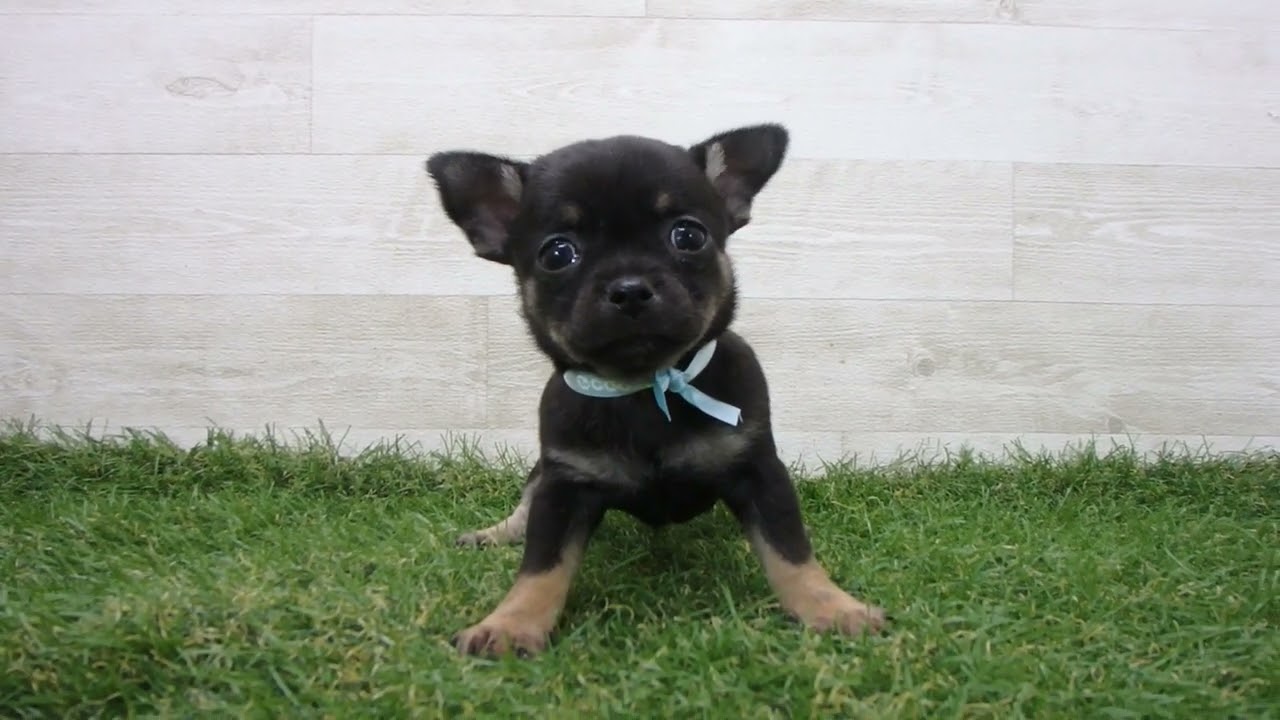 Coo&RIKU No00742574 チワワ（スムースコート） - YouTube