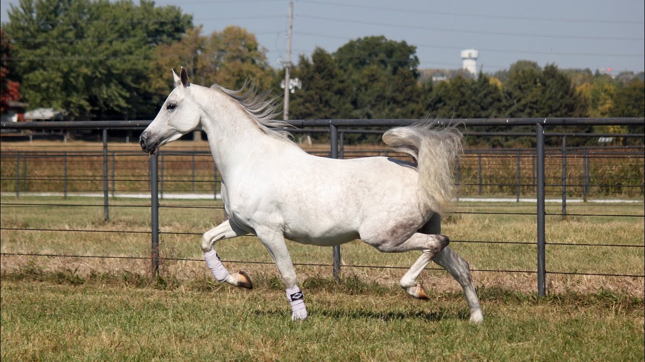 Arabian Country Pleasure Horse For Sale YouTube
