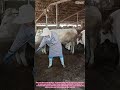 Farmer Cleaning Cow Barn – Shoveling Manure and Bedding