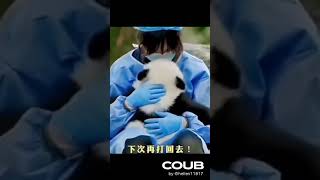 Funny Panda #funny #animals #cute #panda