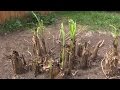 Covering your Hardy Banana ( Musa basjoo) for the Winter